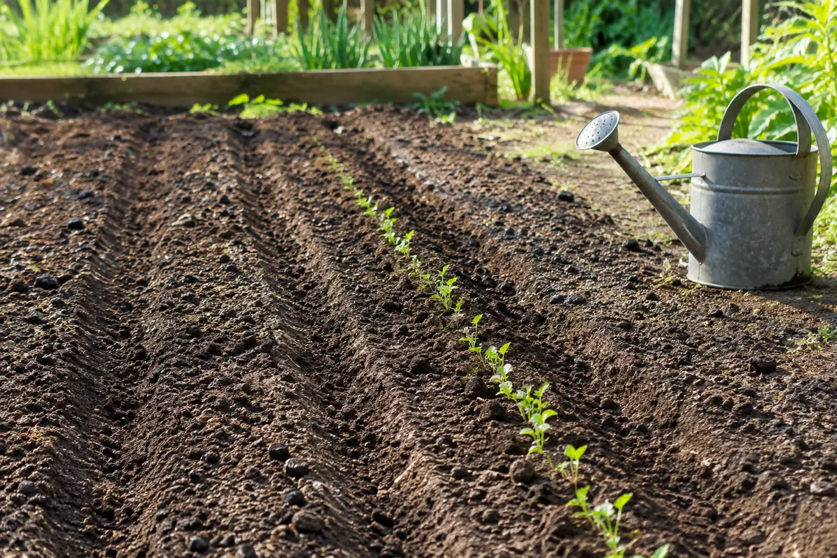 Rang de carottes en cours de levée dans une terre fine, meuble et légèrement humide
