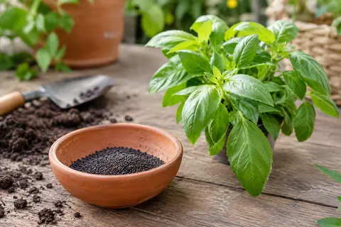 Graines de basilic dans une coupelle en terre cuite, près d’un jeune plant sur une table de jardin en bois
