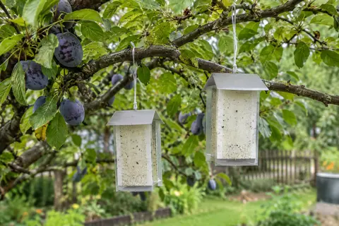 Deux pièges à phéromones suspendus dans un prunier pour surveiller le carpocapse des prunes