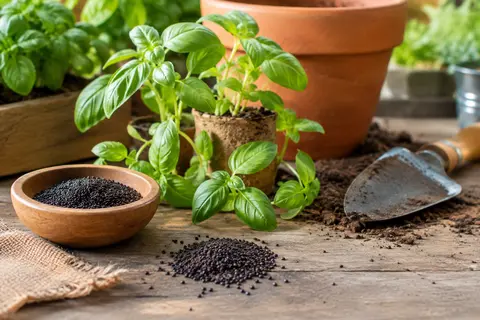 Graines de basilic et jeunes plants verts près d’un pot en terre cuite sur un établi de jardin