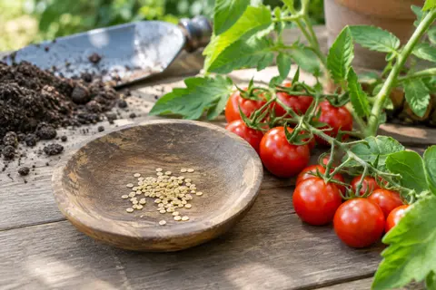 Graines de tomate cerise posées sur du bois près de tomates rouges mûres et de feuillage