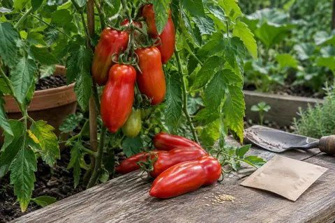 Tomates Cornue des Andes rouges et allongées sur un plant feuillu, avec des fruits mûrs posés sur du bois.