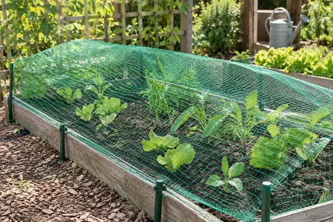 Filet de jardin vert à mailles carrées installé au-dessus de jeunes plants dans un potager