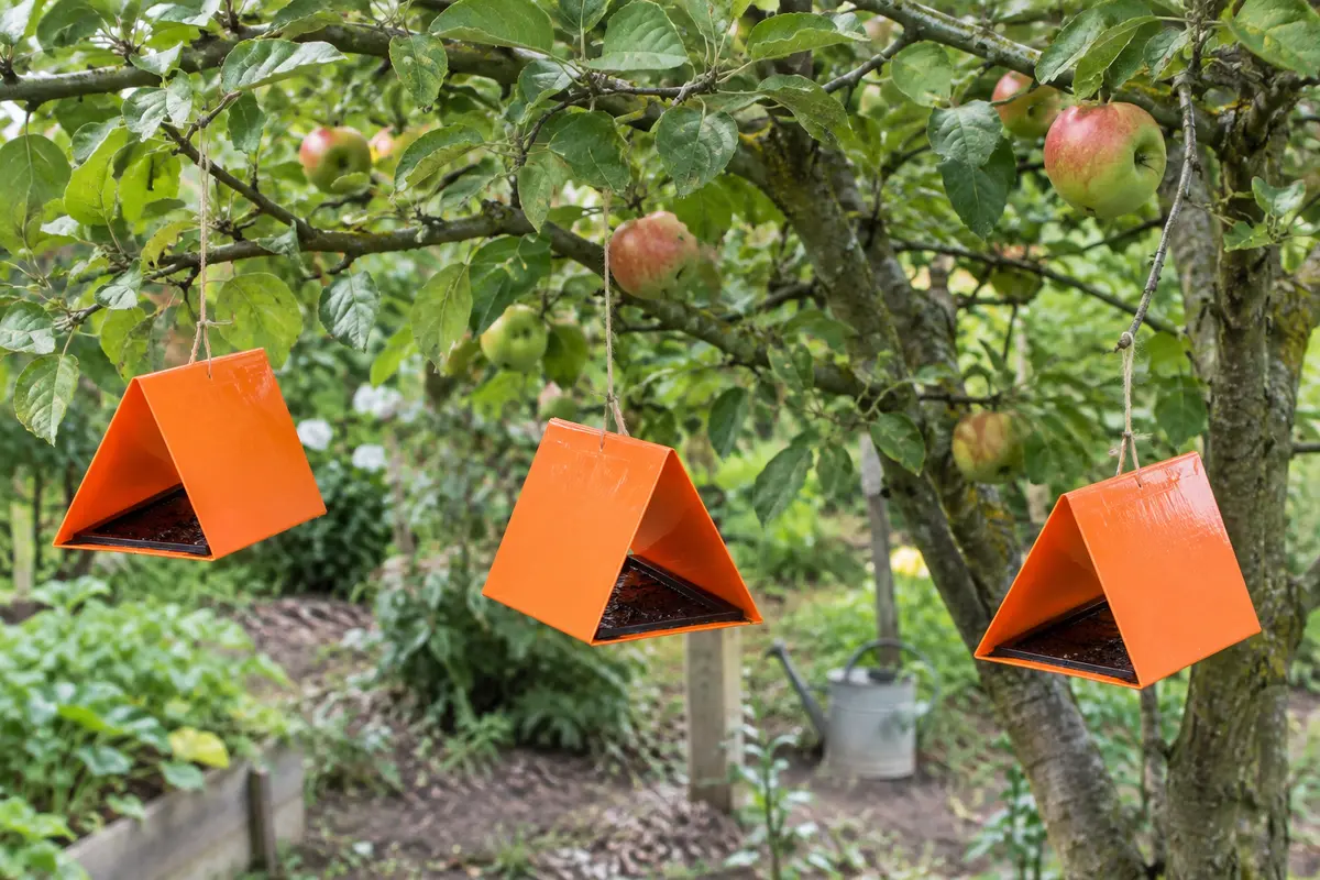 Trois pièges delta orange en forme de tente, avec plaque engluée noire au fond, suspendus par une ficelle dans un pommier du jardin
