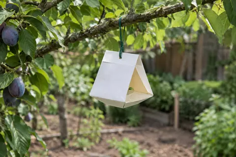 Piège fermé en papier à phéromones suspendu à une branche de prunier dans un jardin