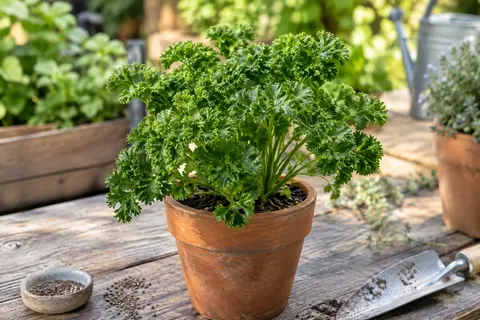 Persil frisé au feuillage vert foncé cultivé dans un pot sur une table de jardin en bois