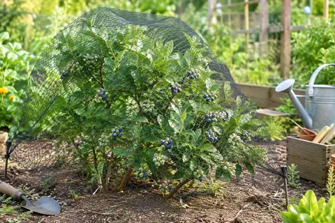 Filet anti-oiseaux noir posé sur un arbuste fruitier dans un jardin cultivé
